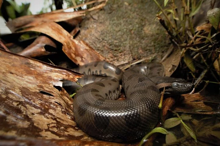 Em muitas culturas indígenas, por exemplo, a sucuri é vista como uma figura materna, protetora dos rios e da floresta. Ela representa a força da natureza e a importância da água para a vida.