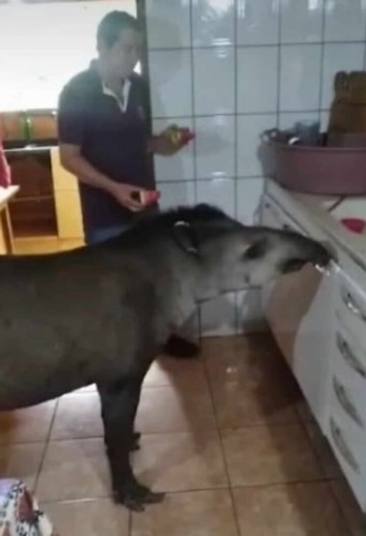 De acordo com a publicação, Tico é um animal dócil e uma espécie de mascote da cidade de pouco mais de 7.500 habitantes (dados atualizados do IBGE). A anta costuma aparecer pelas ruas de Anaurilândia e entrar nas casas em busca de alimentos.



