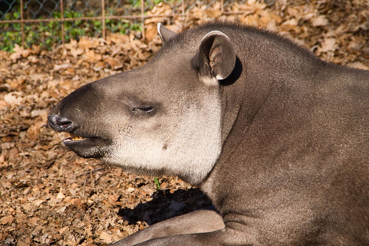 A pele das antas é grossa, ajudando a protegê-las de predadores e de vegetação espinhosa. Nas antas adultas, a cor varia de cinza-escuro a marrom. 