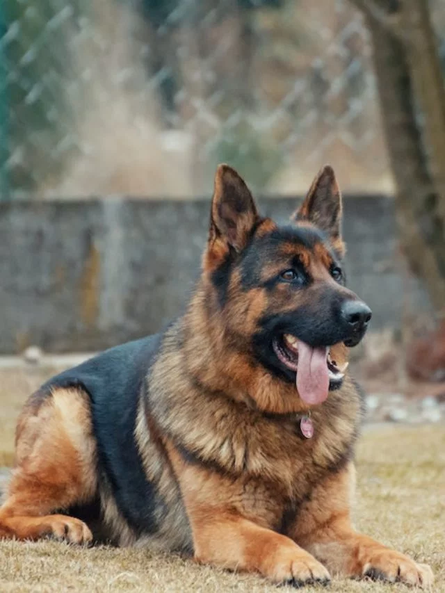 Lindo é o sétimo apelido mais usado por tutores, com 17% da preferência. 