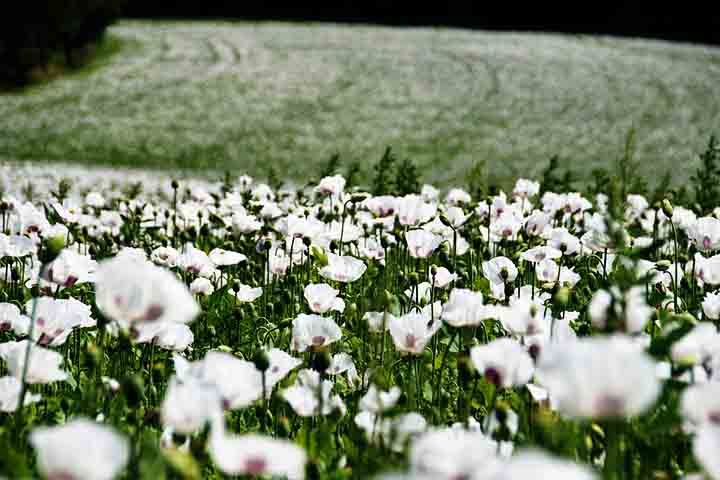Além das papoulas, é comum encontrar flores como margaridas, girassóis e outras plantas silvestres que enriquecem a paisagem.

