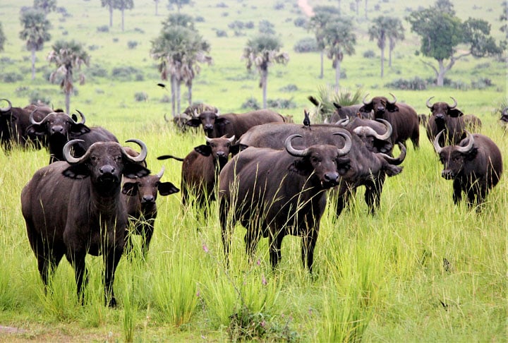 Não é comum ver notícias sobre ataques de búfalo no Brasil. Pelo contrário. Eles são até utilizados para patrulhamento numa regiao do país: a ilha de Marajó. Um fato pitoresco que o FLIPAR já mostrou e relembra. 
