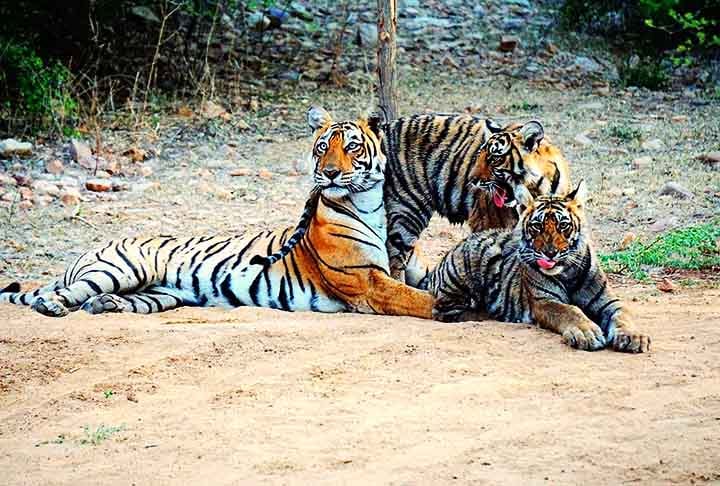 RANTHAMBORE NATIONAL PARK (Rajasthan, Índia) - Criado em 1955. Este parque é famoso pela chance de avistar tigres-de-bengala em meio a paisagens dramáticas de florestas secas e ruínas antigas. 