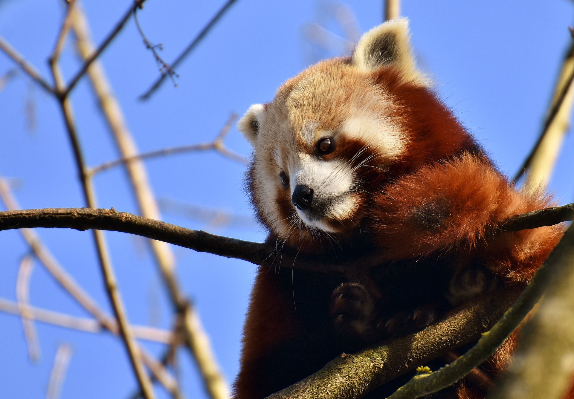 O panda-vermelho, ou raposa de fogo, é nativo das montanhas do Himalaia e do sul da China. Ele possui um focinho curto, orelhas retas e cabeça redonda. Sua fisionomia é bem diferente do primo mais famoso.