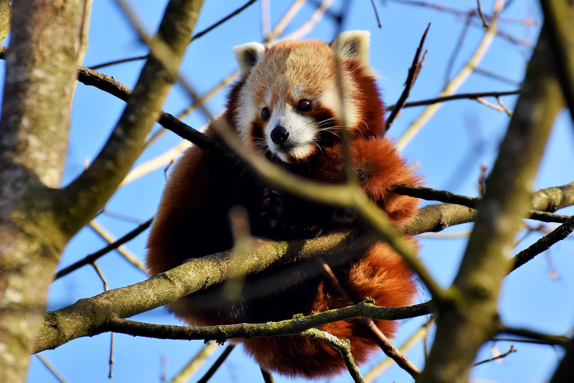 Eles aprimoraram o “polegar” para escalar árvores, enquanto os seus primos o utilizam exclusivamente para comer bambu.