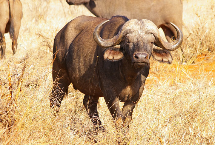 Uma das explicações para a primeira introdução de búfalos no Brasil, nos anos 1890, está baseada na literatura e nas informações de vaqueiros, fazendeiros, nativos e pesquisadores.