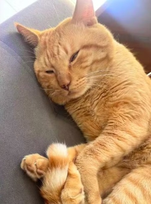 Este felino, adotado quando tinha apenas 10 dias de vida, começou a exibir comportamento agressivo desde o primeiro ano de vida. A  agressividade do bicho resultou em ferimentos graves na família e fez com que Luciana e suas filhas de 22 e 16 anos precisassem até se esconder em seus quartos.