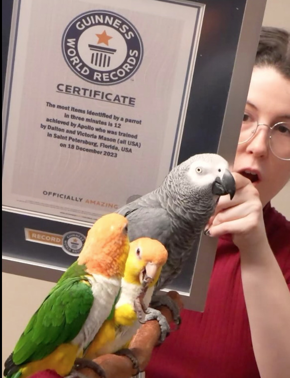 Apollo pertence ao casal de criadores de conteúdo Dalton e Victoria Mason, que vivem na Flórida, nos Estados Unidos. Ele é dócil e se dá bem com aves que convivem com ele na residência. 
