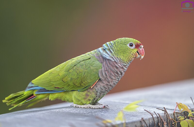 A mulher, que atua como protetora de animais, encontrou o papagaio em frente à sua residência em 2021. Batizada de Mônenem, a ave silvestre ainda era um filhote e estava dentro de uma caixa de papelão em estado de saúde precário - veterinários atestaram que ela sofre de problemas neurológicos. No convívio com a família, o animal passou a ser vital no auxílio emocional à filha da autora da ação.
