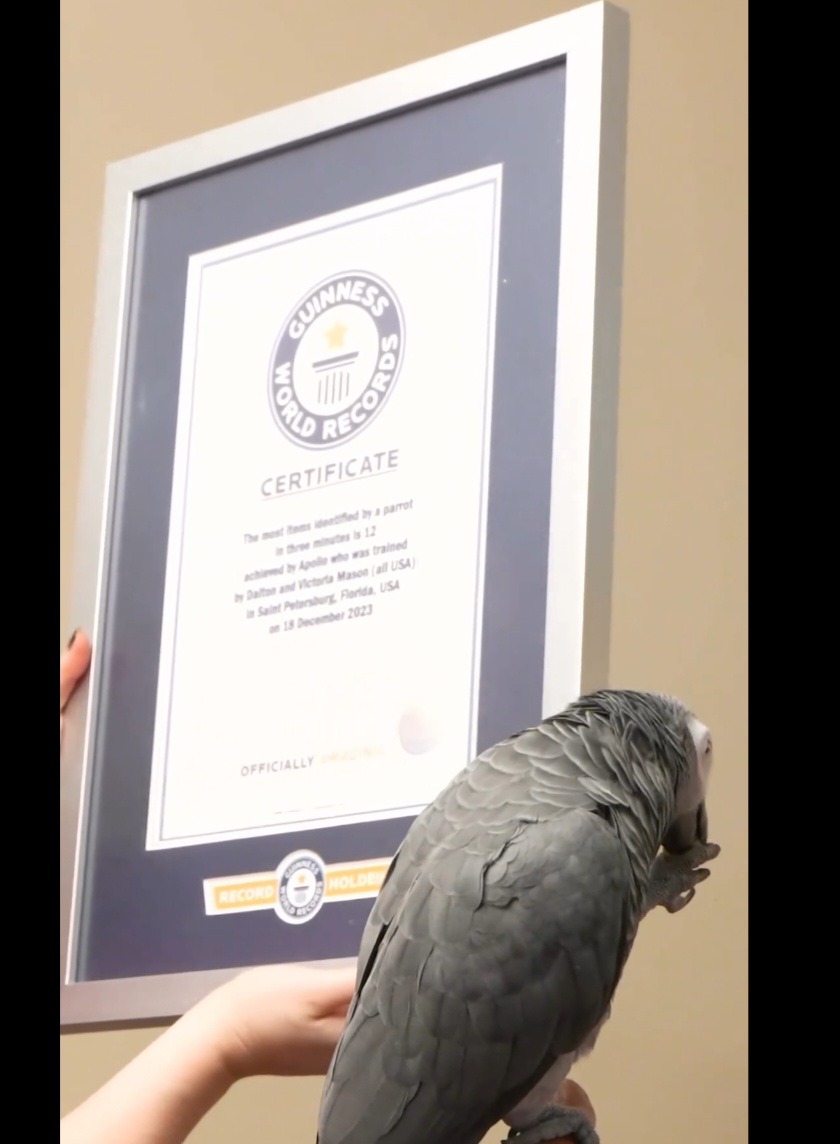 Em agosto, um papagaio-cinzento africano chamado Apollo entrou para o Livro dos Recordes como o mais inteligente do mundo. Ao 4 anos de idade, ele é conhecido nas redes sociais por suas habilidades especiais. 