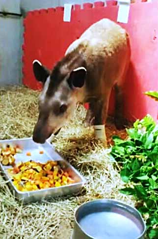 O animal, um macho da espécie, estava em recuperação e vinha se alimentando bastante e tomando muita água. Nas patas, os veterinários colocaram talas com medicamentos para tratar as queimaduras.