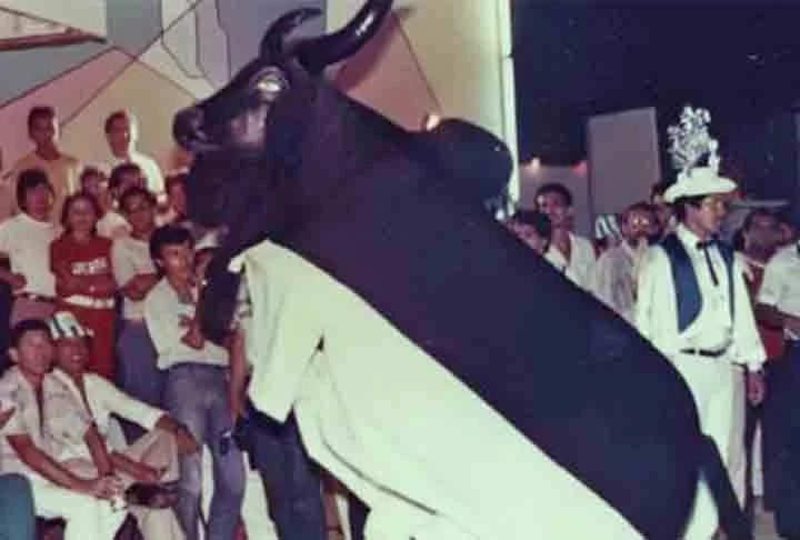 Nesse período, as apresentações que inicialmente eram mais simples e folclóricas começaram a ganhar formato competitivo, com cada boi buscando se destacar através de suas músicas, danças, alegorias e coreografias. A