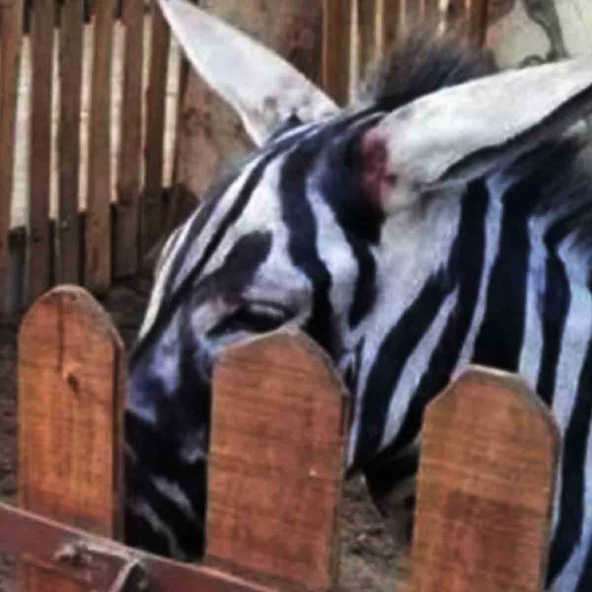 E pra não dizer que farsas só acontecem na China, houve um caso, em 2018, que ocorreu no Egito e  repercutiu bastante. Um zoológico foi acusado de pintar burros com listras pretas para simular zebras.