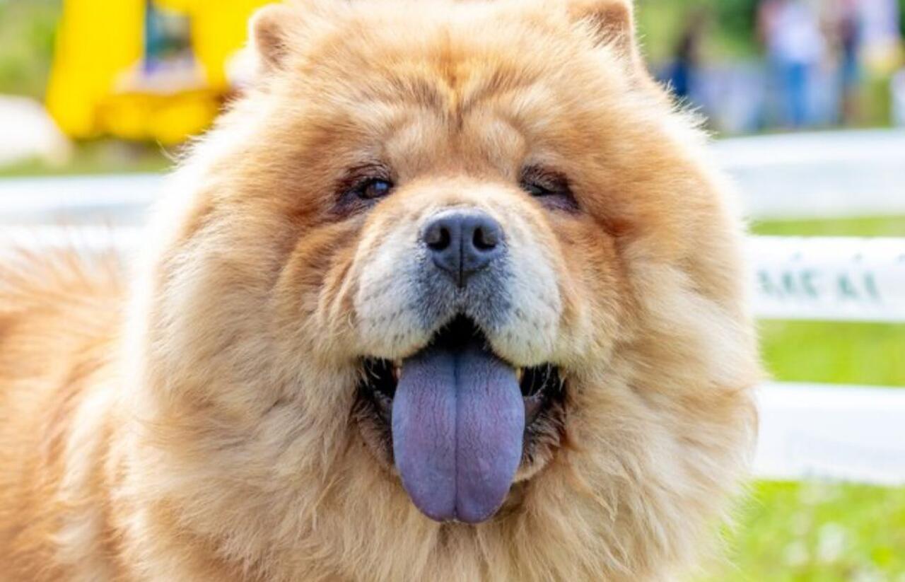 Ativistas estão se mobilizando numa campanha de conscientização sobre os direitos dos animais e pedindo leis rigorosas que possam protegê-los. 