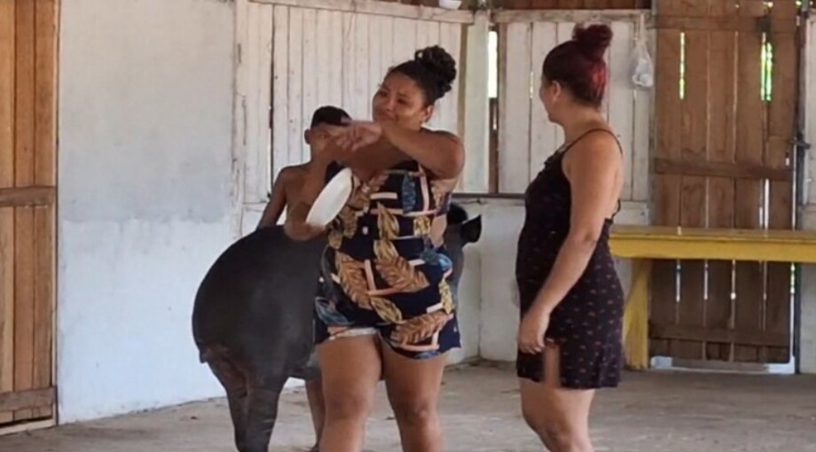 Após ser transportada até uma jaula de madeira na caçamba de uma picape, a anta destruiu o equipamento e retornou para a comunidade. Alguns moradores choraram ao ver o animal ser colocado na gaiola, dado o apego ao animal, que vive desde filhote na cidade. 

