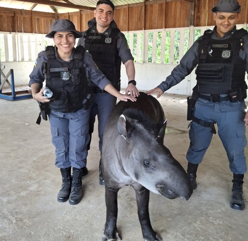 A tentativa de resgate de uma anta na cidade de Mazagão, do Amapá, terminou com o animal escapando e permanecendo na comunidade do Lago do Ajuruxi. O objetivo das autoridades ambientais era levar o animal para um parque na capital Macapá. 

