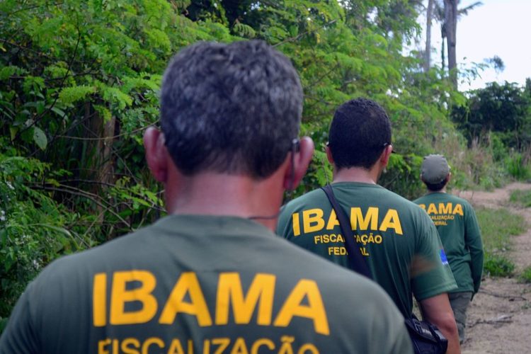 Agora, o Ibama estuda a montagem de uma logística mais adequada, que permita o resgate seguro de Fred. Por enquanto, a anta segue morando na comunidade do Lago do Ajuruxi. 


