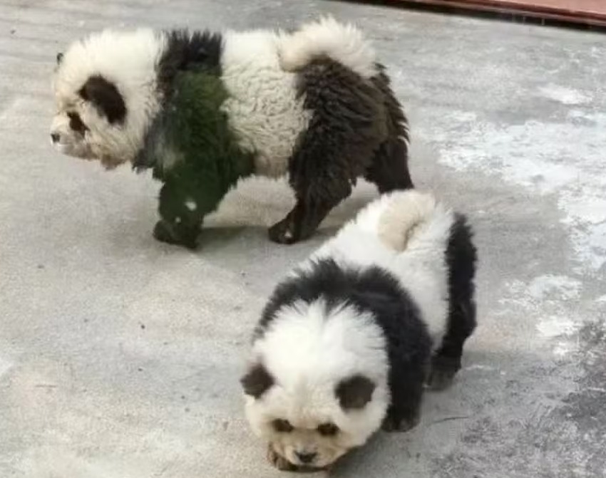 A China voltou a chamar atenção recentemente com uma notícia inusitada envolvendo animal. É que, para aumentar a visitação, o Zoológico de Taizhou pintou filhotes de cachorro da raça chow chow para que eles ficassem parecidos com pandas. 