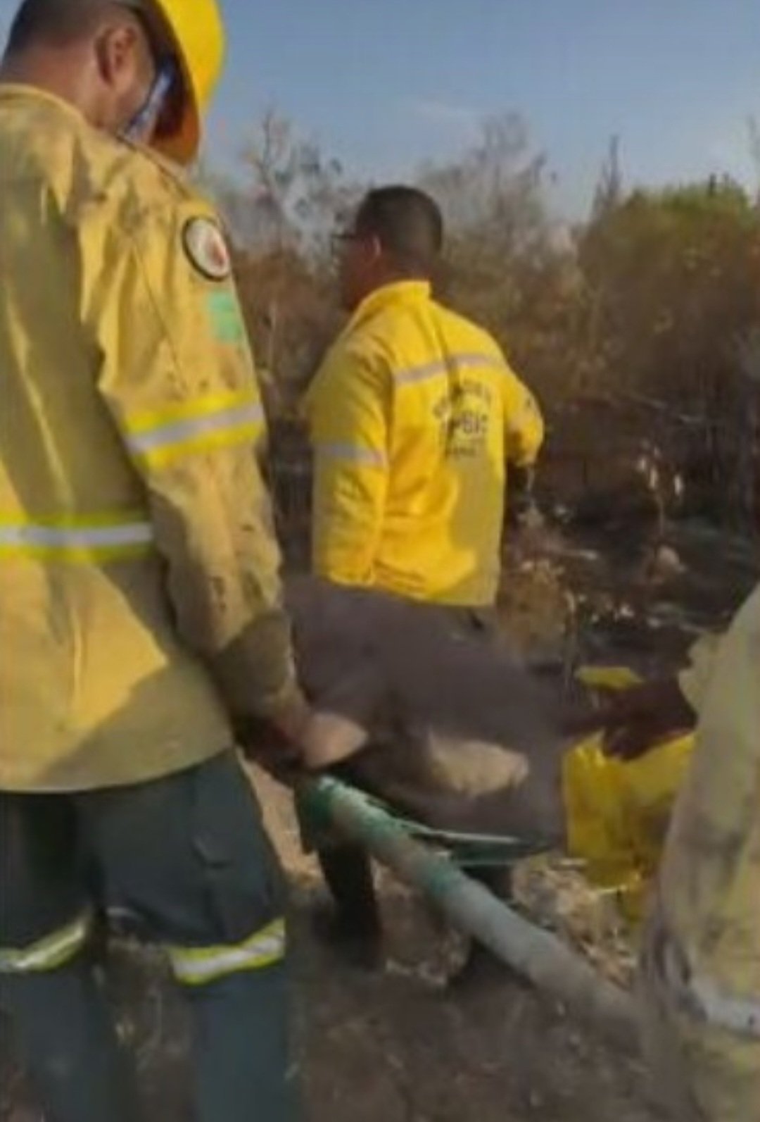 O resgate dramático da anta, que se debatia com a aproximação da equipe,  foi divulgado pela mídia, comovendo o público por causa dos gritos do animal. 