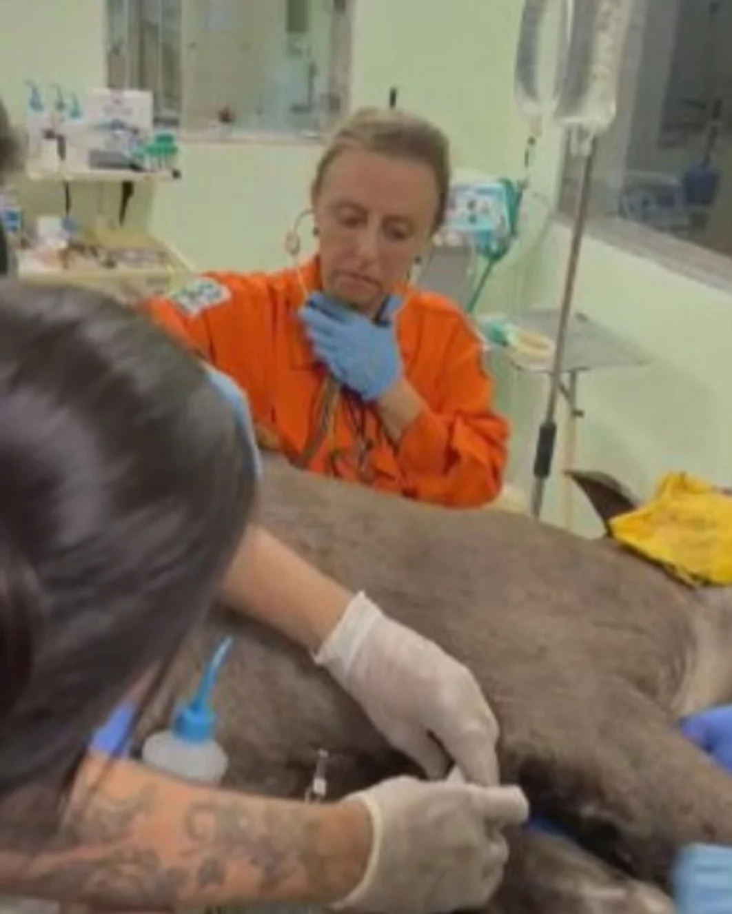 O focinho estava ferido porque a anta se debateu bastante com a dor e a remoção feita pelos socorristas. E as patas estavam queimadas por causa da quentura do solo.