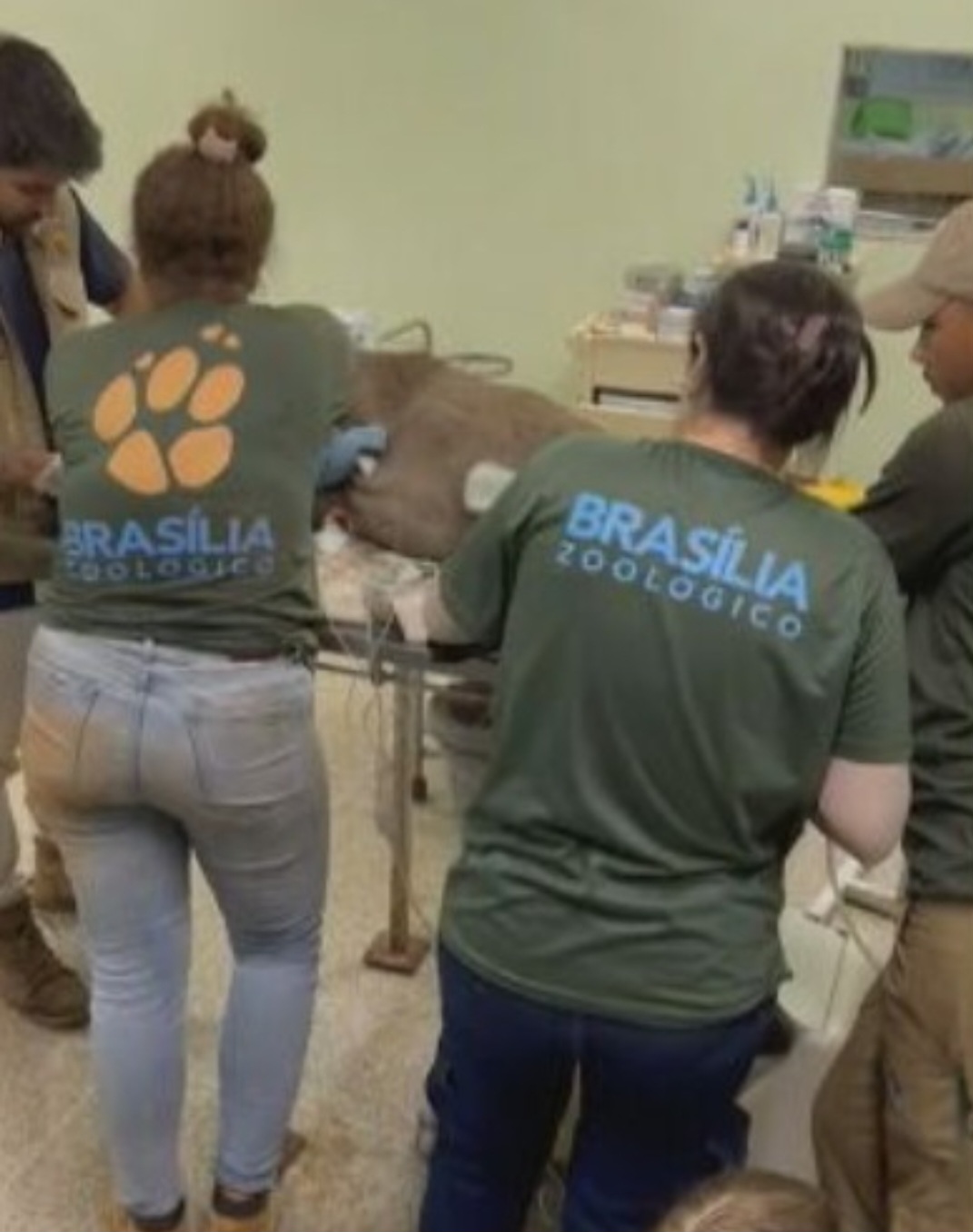 Após ser anestesiada, a anta - um filhote de 73 kg - foi levada para o serviço veterinário do zoológico, onde recebeu tratamento. Os especialistas deram remédio contra a doença e trataram as feridas 