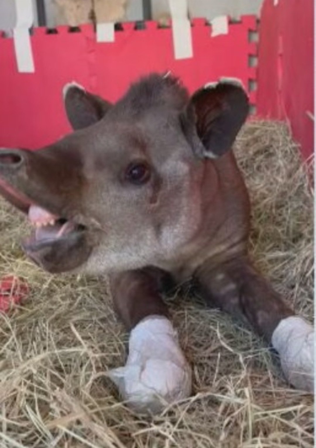 Os veterinários planejavam devolver a anta à natureza quando ela estivesse plenamente recuperada. Apesar de toda a dedicação, o animal havia sofrido com as queimaduras e a inalação de fumaça, além de desnutrição. 
