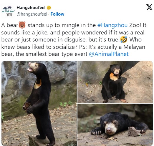 Um urso se levanta para se misturar aos visitantes no zoológico de Hangzhou! Parece brincadeira, e as pessoas se perguntam se é um urso de verdade ou apenas alguém disfarçado, mas é verdade! Quem diria que ursos gostam de socializar?, diz a mensagem.