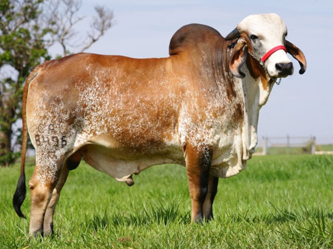 A raça zebuína brasileira também é considerada uma das mais que têm melhor saúde, sendo resistente a parasitas e raramente contraindo doenças. 