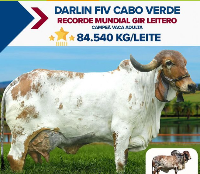 Na Expoleite 2024,  a vaca que pertence à Fazenda São José do Can Can e é criada sob os cuidados de Maurício Silveira, somou uma produção total de 253 kg durante a competição. E alcançou a marca recorde de 84.540 kg de leite.
