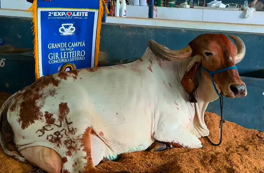 A raça Gir Leiteiro é tida como uma das que mais produzem leite de qualidade no mundo. Em média, as vacas dessa raça rendem de 10 a 15 litros de leite por dia. 