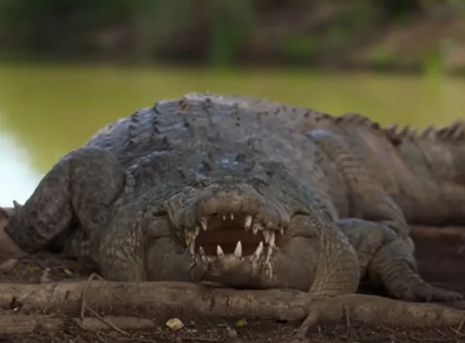 Fato número 3: Boca cheia de dentes  - Um dos motivos que as pessoas temem tanto um crocodilo é pela sua enorme boca. E esse medo tem sentido, já que nesta região do corpo esse animal costuma ter entre 70 e 80 dentes!