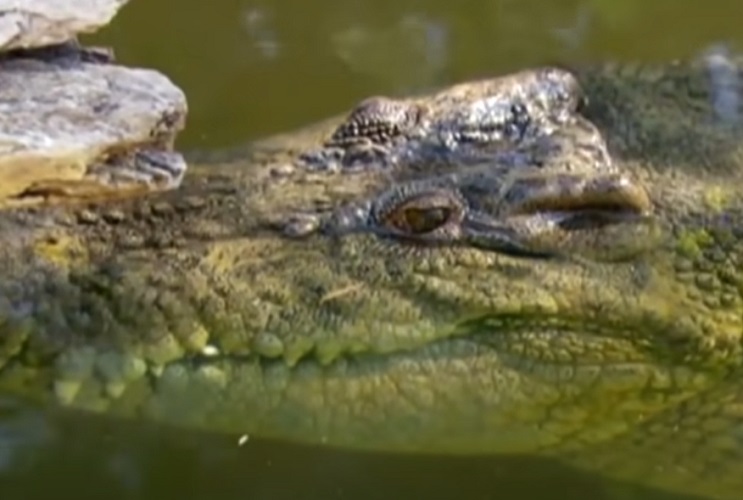 Fato número 4: Tragédia na Etiópia  - Em 2005, uma inundação no sudoeste da Etiópia resultou na morte de 134 mortes. No entanto, 19 delas não foram causadas pela água, e sim pelos crocodilos que devoraram as vítimas.
