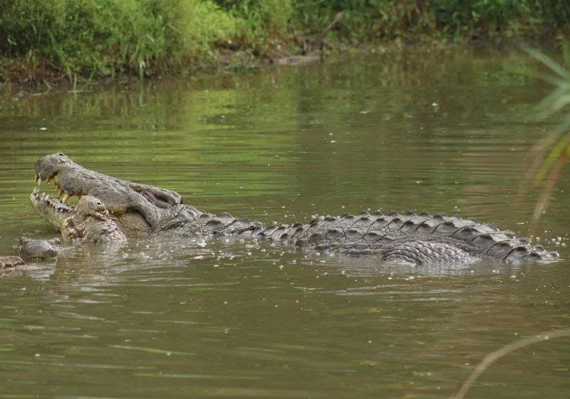 Segundo os cálculos de biólogos, Henry nasceu em 1900 no pântanos do Delta do Okavango, em Botsuana, na África.
