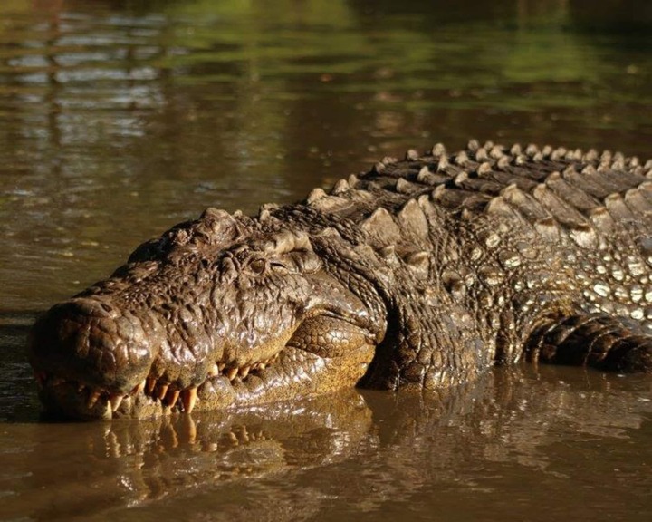 O crocodilo Henry, que vive no Crocworld Conservation Centre, na África do Sul, tem 124 anos de idade (em 2024)  segundo informou a instituição. E tem outra peculiaridade espantosa.
