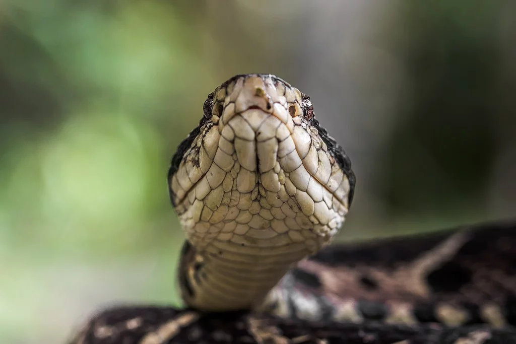 Existem cerca de 400 espécies de cobras vivendo no Brasil, sendo 63 peçonhentas, ou seja, com veneno. Veja quais são as mais venenosas do país.