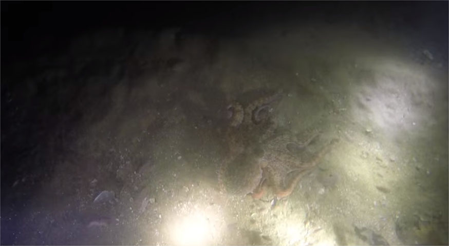  Praia Vermelha (RJ) - Indicada para mergulhos no fim da tarde, onde o pôr do sol cria um espetáculo avermelhado que dá nome à praia. E também para mergulhos noturnos. O trecho tem estrelas-do-mar, polvos e anêmonas. Água fria e visibilidade de até 8m, chegando a 300m na faixa oceânica (para experientes). 