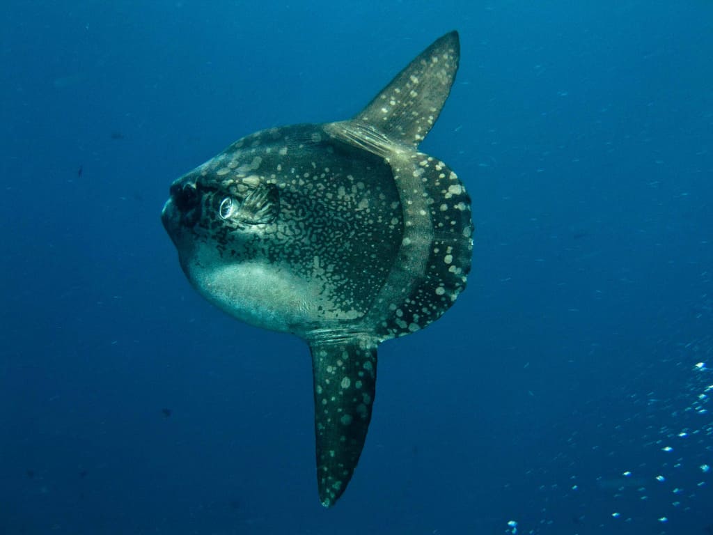 1. Peixe-lua (Mola mola) - Pode liberar até 300 milhões de ovos em uma única desova. O peixe-lua é uma das espécies mais férteis do reino animal. Apesar da grande quantidade de ovos, apenas uma pequena fração sobrevive à fase adulta.
