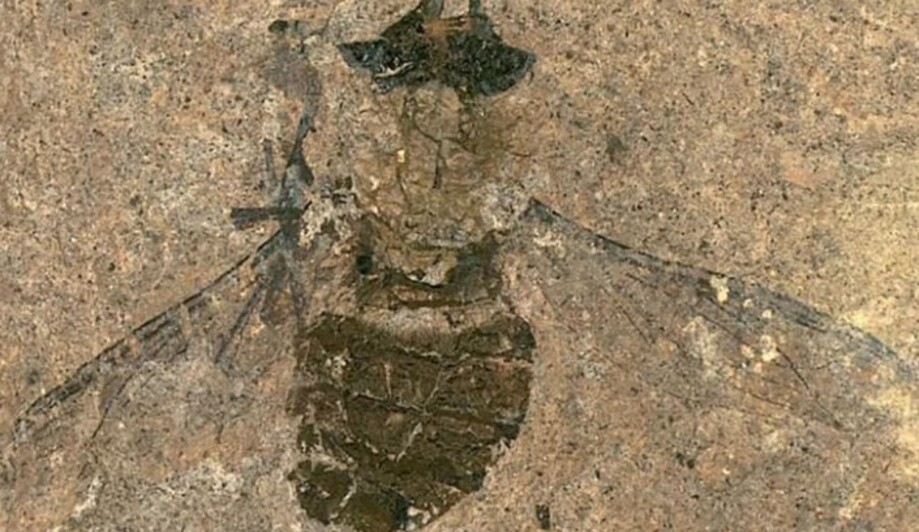 O principal valor do achado é que ele auxilia nos estudos sobre a evolução de moscas que existem hoje em dia. A mosca-serra fossilizada ganhou dos pesquisadores o nome de Baladi Warru, em referência aos aborígenes Wiradjuri, que viveram no local em que o fóssil foi encontrado. 
