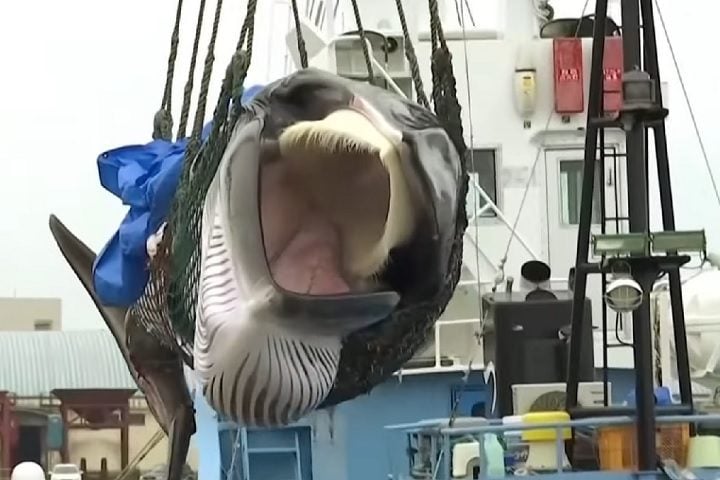 Este é um novo navio para uma nova era, simbolizando o novo período de retomada da caça comercial de baleias, comemorou o presidente da empresa baleeira que construiu o baleeiro, Hideki Tokoro.