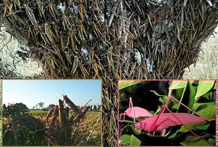 As famosas nuvens de gafanhotos - que unem milhares deles - são capazes de percorrer 150 quilômetros em um dia 