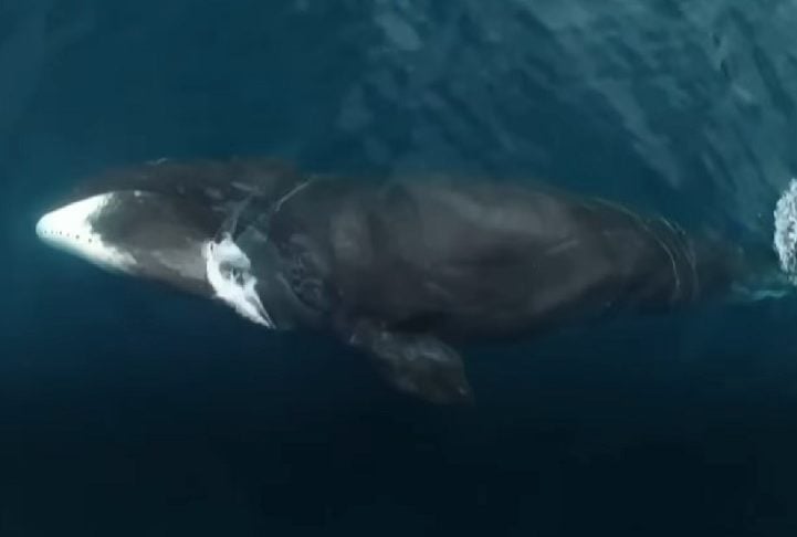 Segundo Tokoro, é improvável que o navio vá para a Antártida dessa vez: Se o fizermos, seria quando o governo nos ordenasse a garantir uma fonte de proteína devido a uma crise, devido à fome. Nesse caso, estaríamos prontos para ir a qualquer momento.