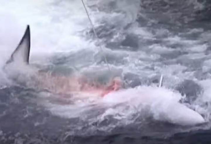 Vários grupos de ambientalistas são contra a prática da caça às baleias. A caça comercial de baleias no século 21 é injustificável. É uma prática desumana que existe puramente para o lucro de alguns, declarou recentemente a World Cetacean Alliance.