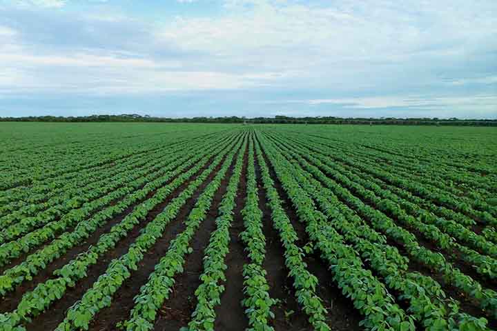 A soja é uma das principais culturas agrícolas do Brasil, com grande importância econômica para a balança comercial, fornecendo proteína vegetal e servindo de matéria-prima para inúmeros produtos.