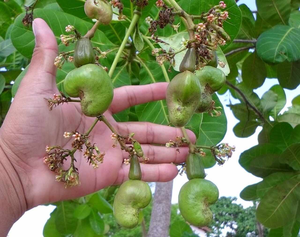 O desenvolvimento sustentável da cajucultura, com foco na tecnologia e na valorização dos produtos, poderá aumentar ainda mais os benefícios sociais e econômicos que esta fruta proporciona.