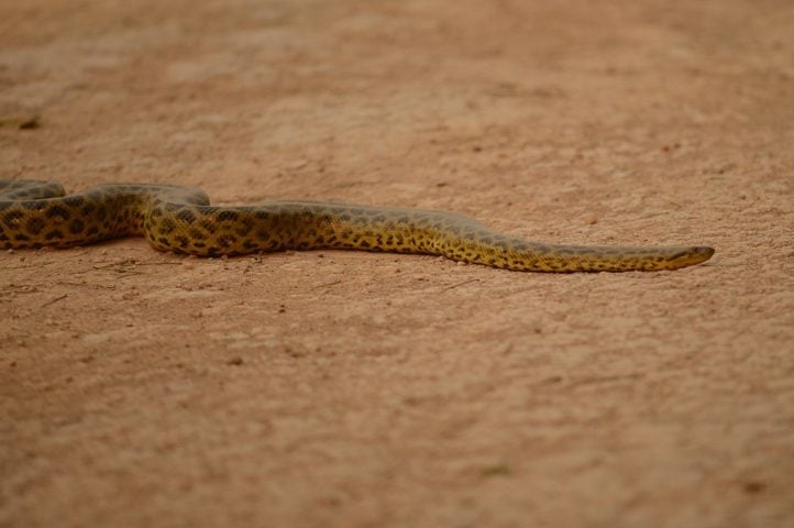 Além da sucuri-amarela e da sucuri-verde, as outras espécies de sucuri são: sucuri-anã (Eunectes deschauenseei), a menor das espécies, encontrada principalmente no Brasil Central, e sucuri de Schomburgk (Eunectes beniensis), encontrada na Bolívia e no Peru.