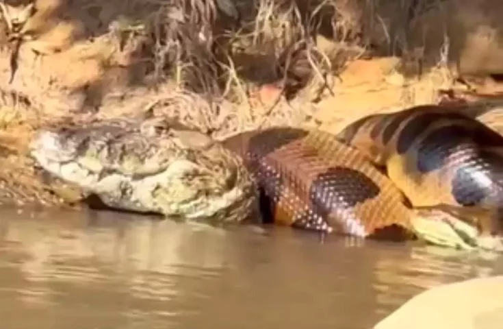 Essas serpentes não são venenosas. Em vez disso, utilizam sua força para matar suas presas por constrição, ou seja, envolvem a presa com seu corpo e apertam até sufocá-la.
