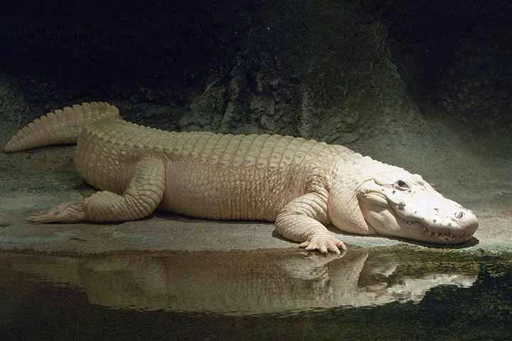 A suspeita da direção do zoológico de Omaha é que as moedas tenham sido atiradas por visitantes no reduto reservado a Thibodaux. 
