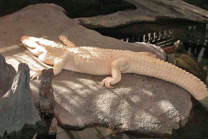 Essa incomum variação genética se chama leucismo e faz com que a produção de melanina seja deficiente, o que se traduz na pele translúcida.  Diferentemente de jacarés albinos, que têm olhos vermelhos ou rosados, os leucísticos têm olhos claros, geralmente azuis, podendo ser acinzentados. Sua pele sensível à luz solar e exposição prolongada pode causar queimaduras.