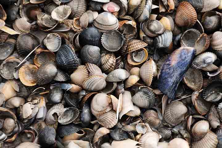 As conchas que aparecem vazias na praia já abrigaram e forneceram proteção para diversos moluscos. Mesmo sem seres vivos dentro, elas continuam desenvolvendo papéis importantes para o equilíbrio do ecossistema em que se encontram. 