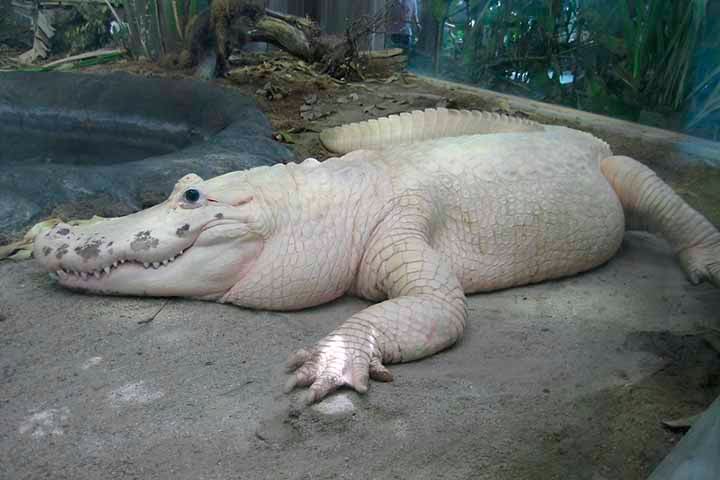 Os jacarés mais raros do mundo são os leucísticos, que possuem pele branca e olhos azuis. Eles não têm a cor verde ou preta típica dos outros, mas podem ter manchas.